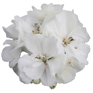 Bild von Geranium Staand P12 Moonlight sailing